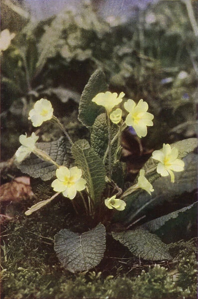 Wild flowers: Primrose (colour photo)