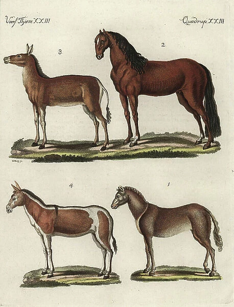 Wild horse, domestic horse, Mongolian hemione (wild Asian donkey) and night-primrose - Wild horse, Equus ferus (endangered) 1, domesticated horse, Equus ferus caballus 2, dziggetai or Gobi khulan, Equus hemionus luteus 3, and onager