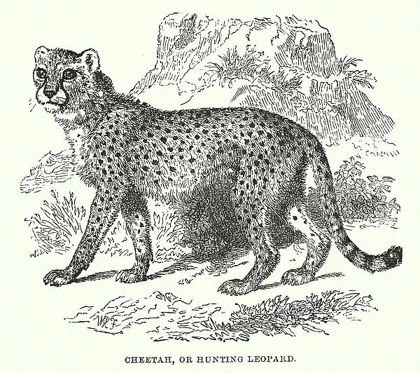 Wilds of Africa: Cheetah, or Hunting Leopard (engraving)