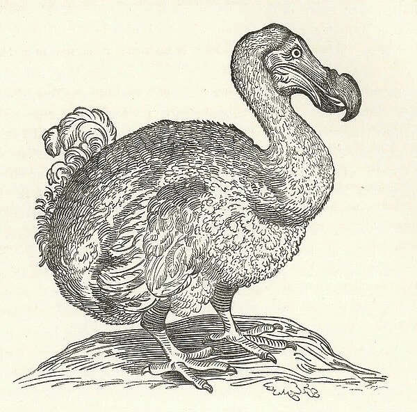 Willem Piso's illustration of the dodo, from Gulielmi Pisonis Medici Amstelaedamensis, 1658. Wood engraving from Hugh Edwin Strickland and Alexander Gordon Melville's The Dodo and its Kindred, London, Reeve, Benham and Reeve, 1848