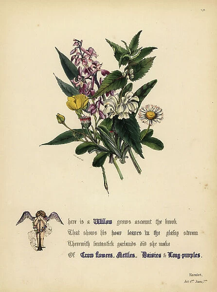 Willow, Crow flowers, Nettles, Daisies, and Long-purples (Hamlet). Handcoioured botanical illustration drawn and lithographed by Jane Elizabeth Giraud from The Flowers of Shakespeare, Day and Haghe, London, 1845