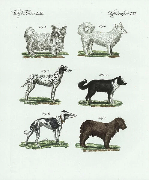 Wolfhound 1, Siberian dog 2, Icelandic sheepdog 3, dalmatian 4, water dog 5, and greyhound 6. Handcoloured copperplate engraving from Bertuch's ' Bilderbuch fur Kinder' (Picture Book for Children), Weimar, 1798
