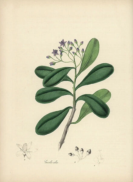 Wood Cinnamon - Canella or wild cinnamon, Canella winterana (Canella alba). Handcoloured zincograph by C. Chabot drawn by Miss M. A. Burnett from her ' Plantae Utiliores: or Illustrations of Useful Plants, ' Whittaker, London, 1842