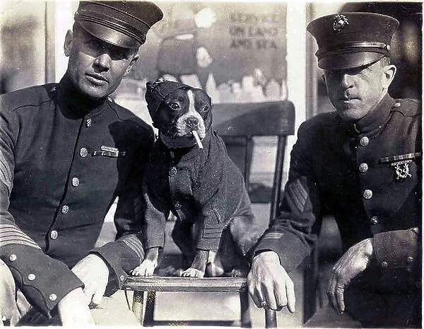 WW1 United States, U.S. Marines and Boston Bull Terrier mascot about 1918