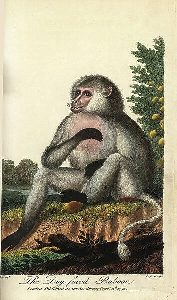 Yellow baboon, Papio cynocephalus, Dog-faced baboon. Handcoloured copperplate engraving by John Pass after an illustration by Johann Jakob Ihle from Ebenezer Sibly's Universal System of Natural History, London, 1795