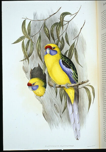 Yellow-bellied Parakeet (platycercus flaviventris) (hand-coloured litho)