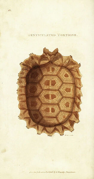 Yellow-footed tortoise or Brazilian giant tortoise, Chelonoidis denticulata (denticulated tortoise, Testudo denticulata). Handcoloured copperplate engraving by Beale after an illustration by George Shaw from his General Zoology, Amphibia, London