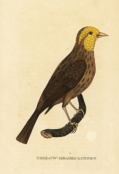 Yellow grosbeak, Pheucticus chrysopeplus