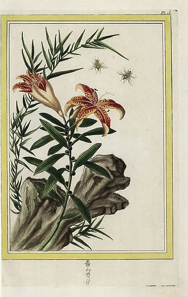 The yellow lily stain from China, bearing bulbs. Tiger lily, Lilium lancifolium, Lilium tigrinum. Handcoloured etching from Pierre Joseph Buchoz Precious and illuminated collection of the most beautiful and curious flowers