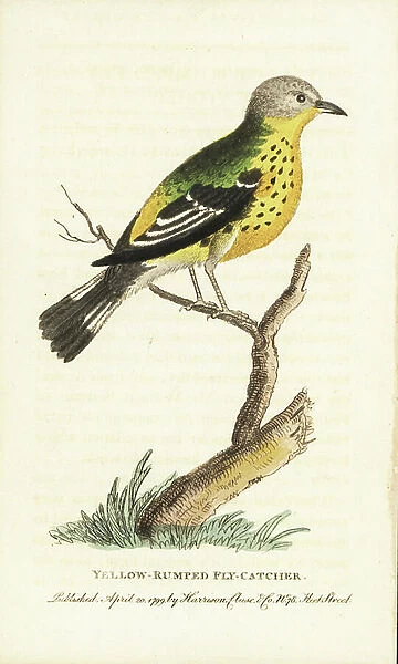 Yellow rumped warbler, Setophaga coronata (Yellow rumped flycatcher). Illustration copied from George Edwards. Handcoloured copperplate engraving from ' The Naturalist's Pocket Magazine, ' Harrison, London, 1799