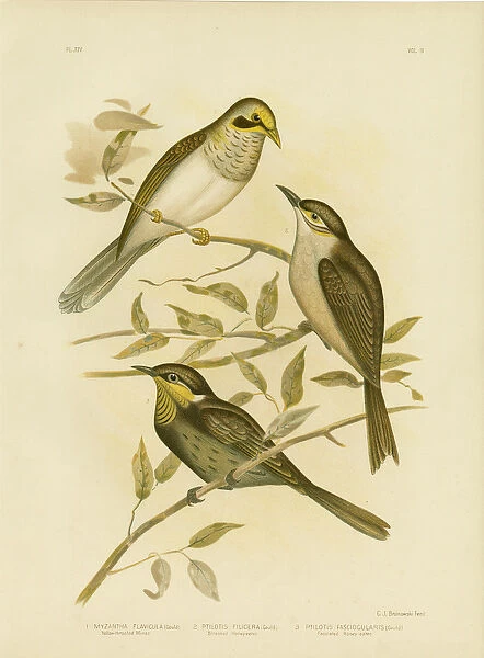 Yellow-Throated Miner, 1891 (colour litho)