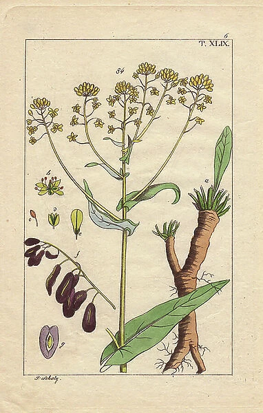 Yellow woad flower, seeds and root, Isatis tinctoria