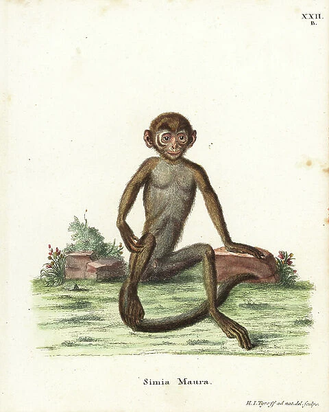 Young banded langur, Presbytis femoralis. Near threatened. Handcoloured copperplate engraving and illustration by H. I. Tyroff from Johann Christian Daniel Schreber's Animal Illustrations after Nature, or Schreber's Fantastic Animals, Erlangen