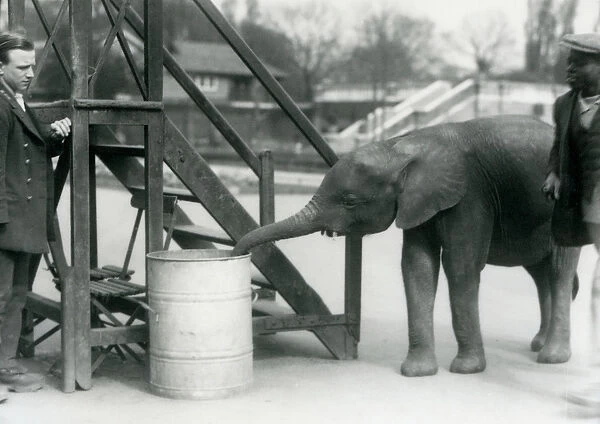 Young female African Pygmy Elephant Oojah investigating a barrel with her trunk