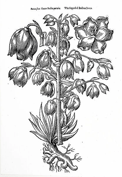 A Yucca. 5311948 A Yucca; (add.info.: Woodblock engraving depicting a Yucca