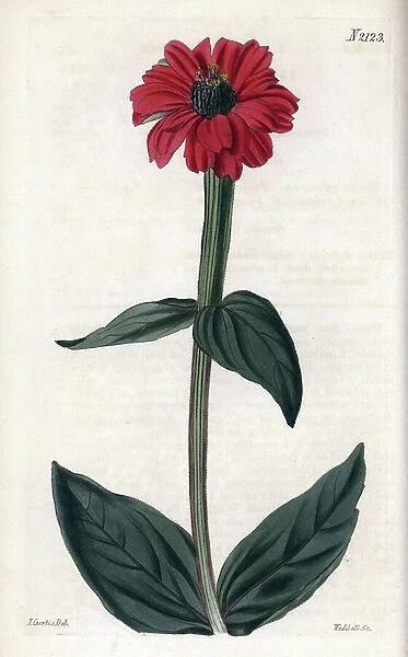 Zinnia has red flower. Copper engraving, starring John Curtis and grave by Weddell, published in the 'Curtis Botanical Magazine', 1819, by Samuel Curtis, London, England. Large-flowered zinnia, Zinnia hybrida
