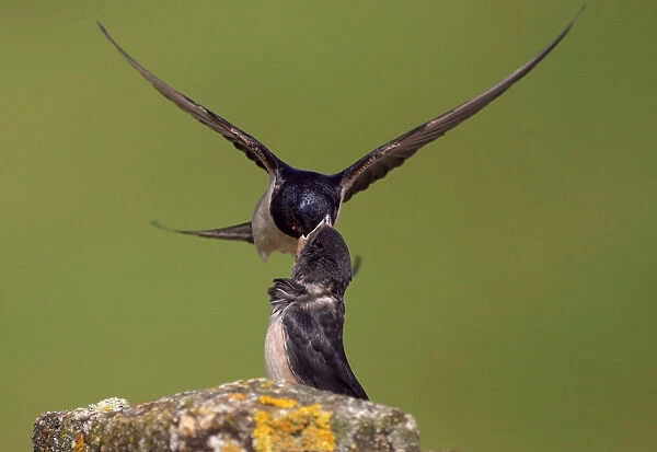 Barn Swallow feeding young, Hirundo rustica