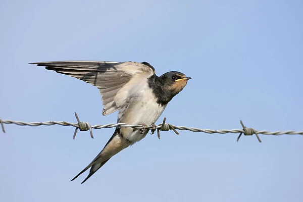 Barn Swallow immature stretching wings on barbed wire, Hirundo rustica