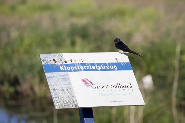 Barn swallow sitting, Holland
