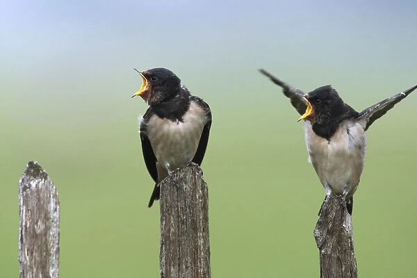 Barn Swallow two young begging for food Netherlands, Hirundo rustica