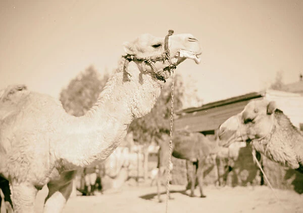 Beersheba camel head close up 1940 Israel