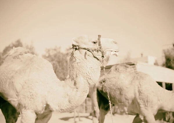 Beersheba camel head gurgling 1940 Israel
