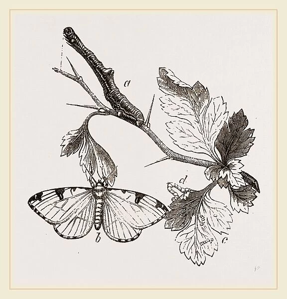 Brimstone-Moth