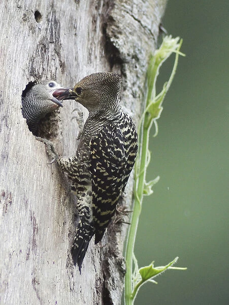 Buff-rumped Woodpecker feeding young, Meiglyptes tristis