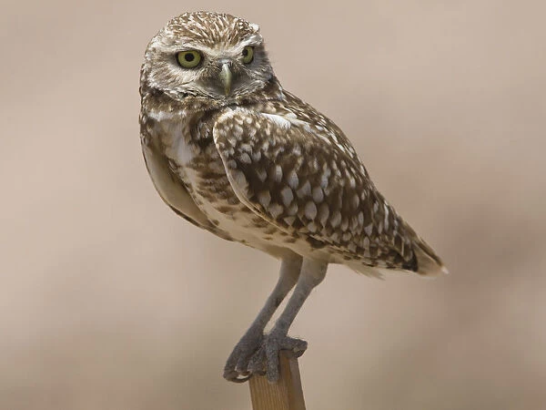 Burrowing Owl perched at pole USA, Athene cunicularia