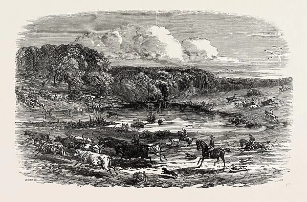 Cattle Mustering in Australia, 1850