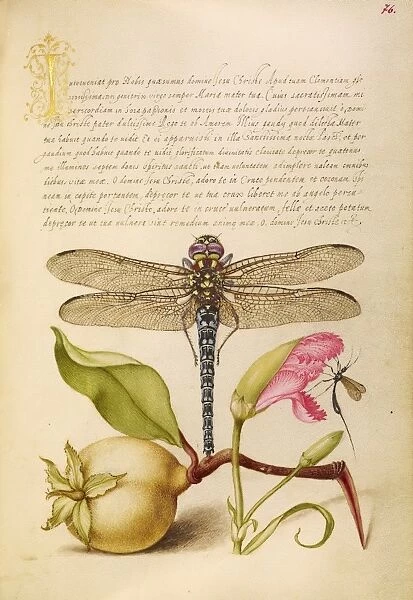 Dragonfly, Pear, Carnation, and Insect