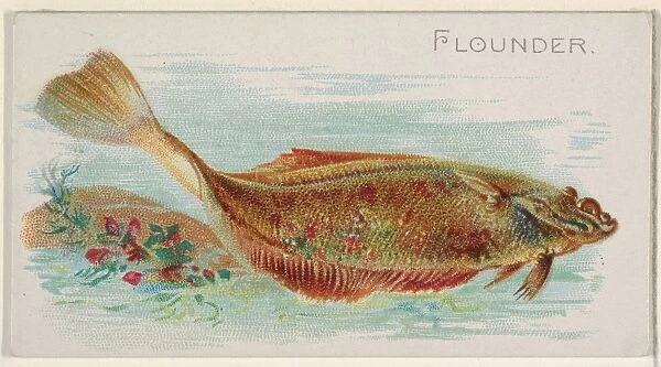 Flounder Fish American Waters series N8 Allen & Ginter Cigarettes Brands