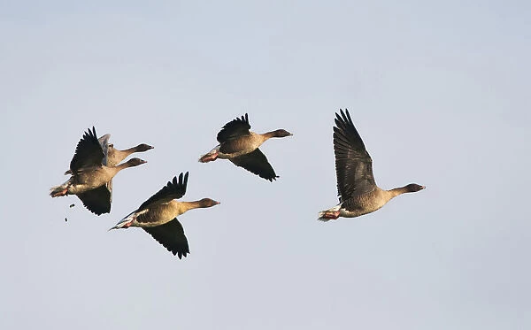 Flying family group Pink-footed Geese, Netherlands
