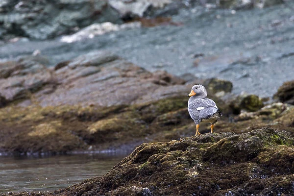 Flying Steamer-Duck on rocky shore