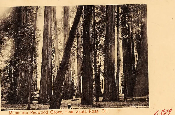 Forests California Sequoia sempervirens historical images