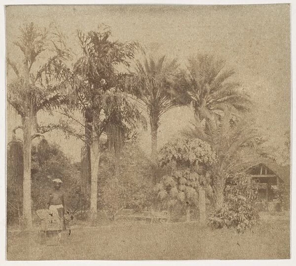 Gardens Government House Allahabad 1858 Albumen silver print