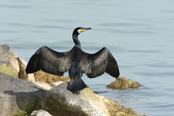 Great Cormorant adult on rock drying its wings, Phalacrocorax carbo