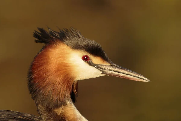 Great crested Grebe head shot, Netherlands
