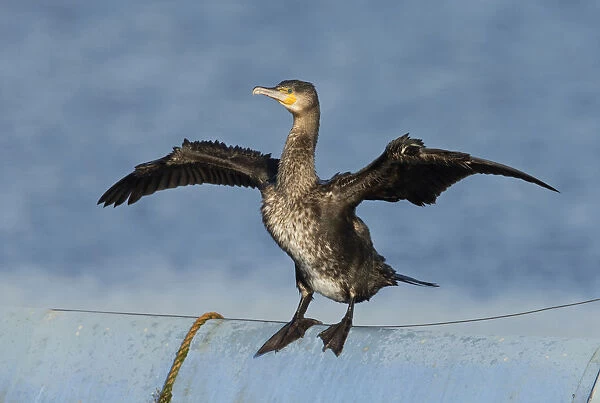 Immature Great Cormorant sitting on blue border in a gravelpit with raised flapping wings, Phalacrocorax carbo