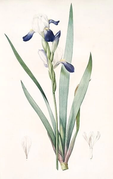 Iris amoena, Iris hybrida; Iris agreable, Bearded Iris, Redoute, Pierre Joseph, 1759-1840