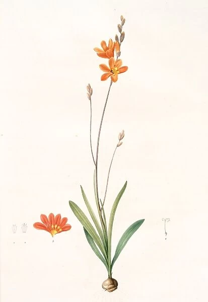 Ixia crocata, Tritonia crocata; Ixia safranee; Blazing Star, Saffron-colored Ixia