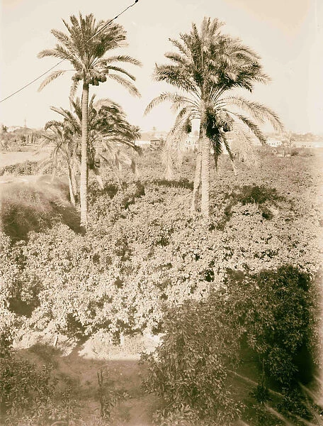 Jaffa Joppa environs Palm trees orange grove