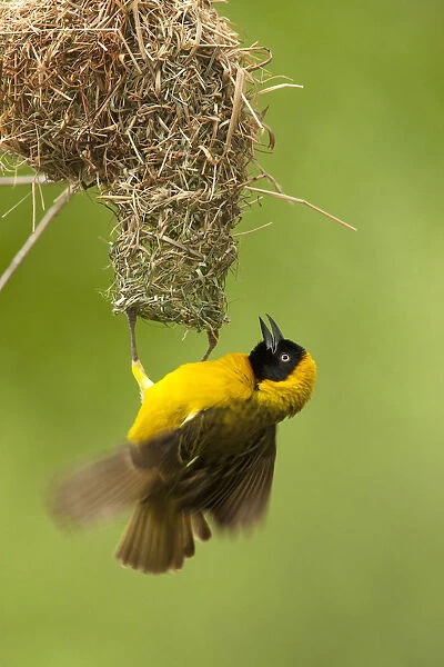Male Lesser Masked Weaver hanging at his nest, Ploceus intermedius, South Africa