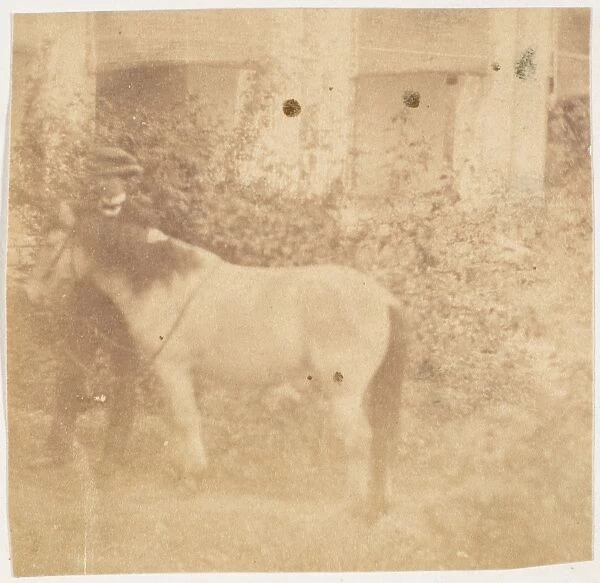 Man Horse Government House Allahabad 1858 Albumen silver print