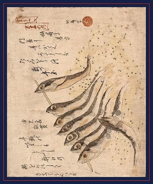 Mezashi to tatamiiwashi, Sardines. Teisai, Hokuba, 1771-1844, artist, [between 1810