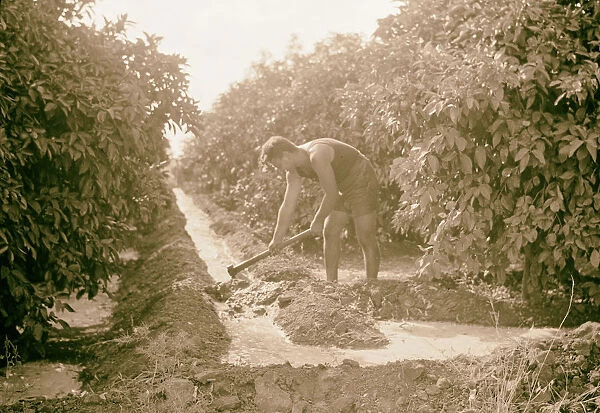 Orange culture Richon-le-Zion Irrigating orange orchard