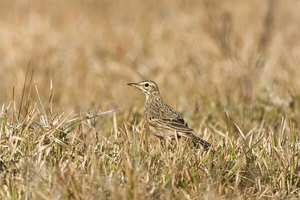Paddyfield Pipit in field, Anthus rufulus