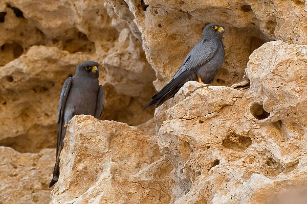 Pair of Sooty Falcons perched on a rock, Falco concolor, Egypt