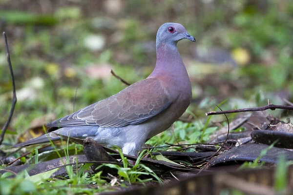 Pale-vented Pigeon at forestfloor Tobago, Patagioenas cayennensis