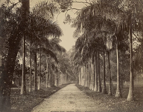 Peradeniya Ceylon Charles T Scowen English 1852